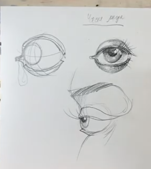Porträt. Grundlagen. Aufbau von Auge, Nase und Mund