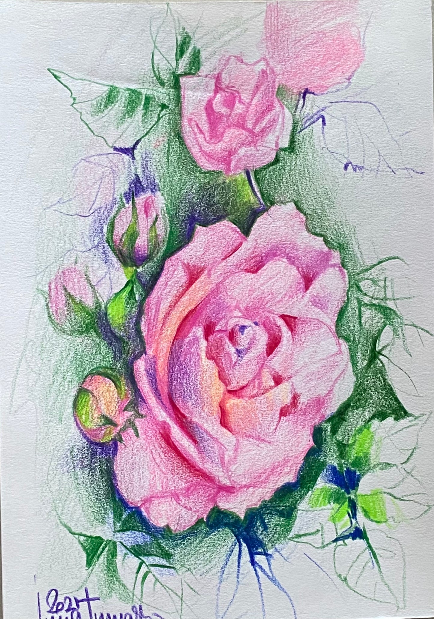 Malen mit Buntstiften. Zarte Rose